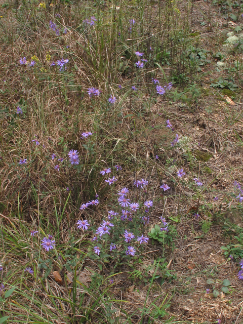 Symphyotrichum georgianum (Georgia aster) #52446