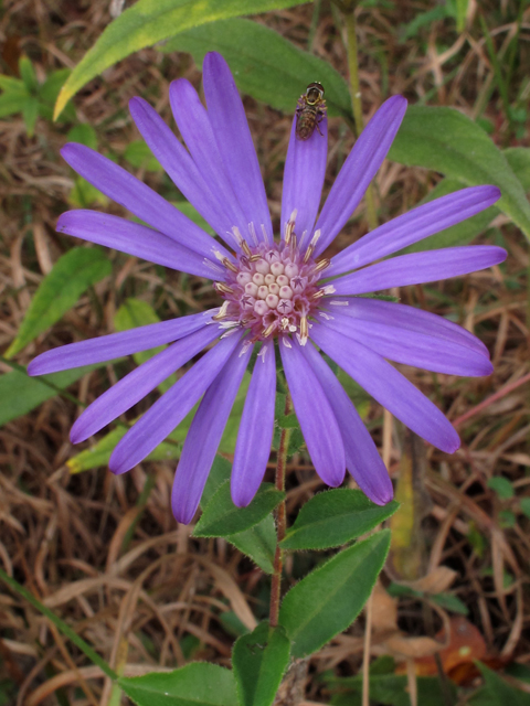 Symphyotrichum georgianum (Georgia aster) #52450