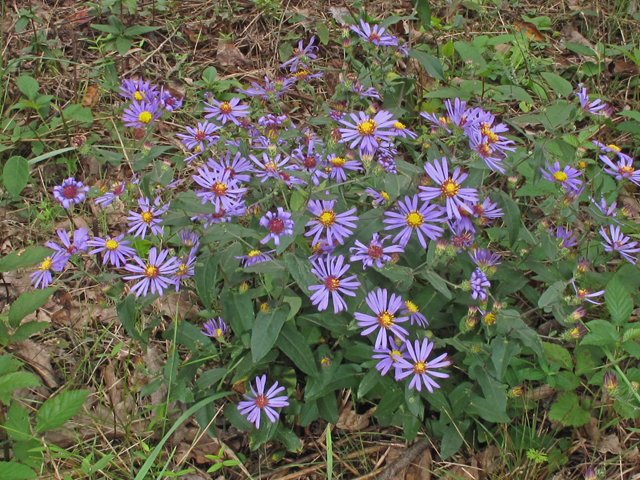 Symphyotrichum patens (Late purple aster) #52451