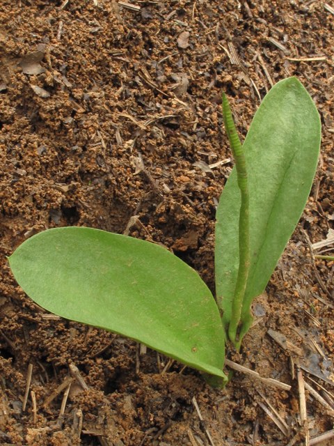 Ophioglossum engelmannii (Limestone adder's-tongue) #52452