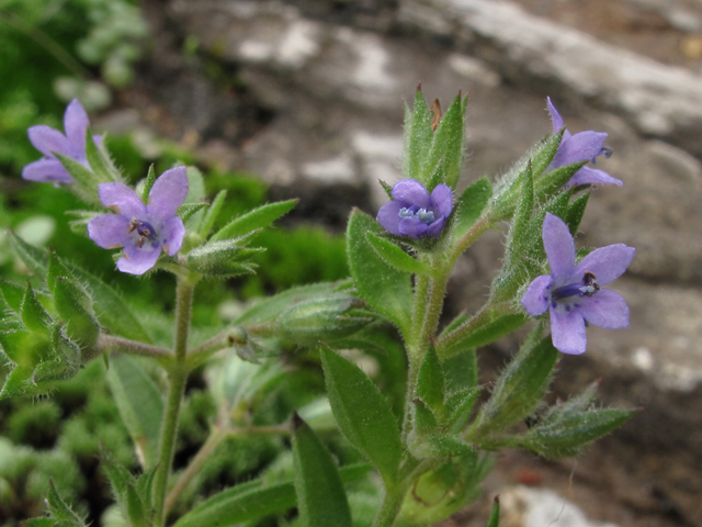 Trichostema brachiatum (Fluxweed) #52454