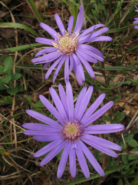 Symphyotrichum georgianum (Georgia aster) #52455