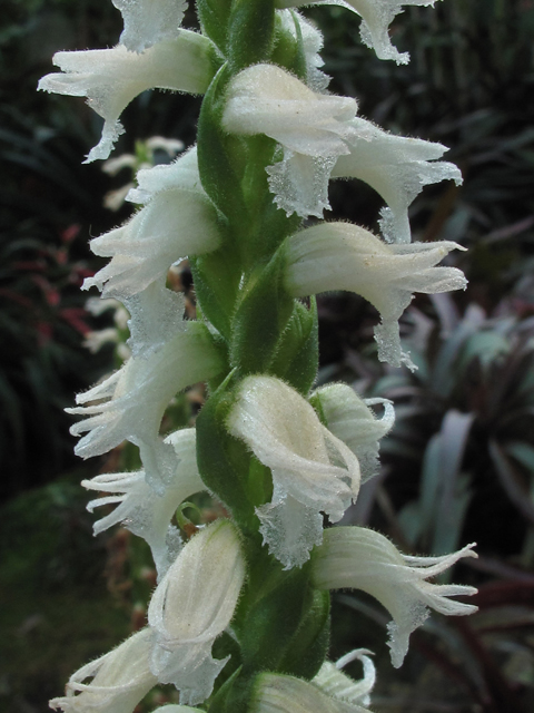 Spiranthes odorata (Marsh ladies'-tresses) #52458