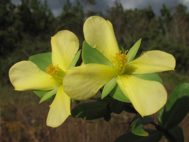 Hypericum crux-andreae (St. peter's-wort) #52473