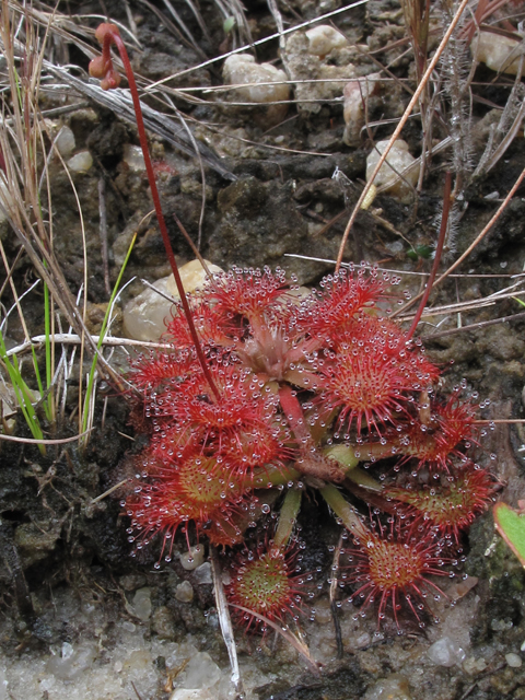 Drosera capillaris (Pink sundew) #52476