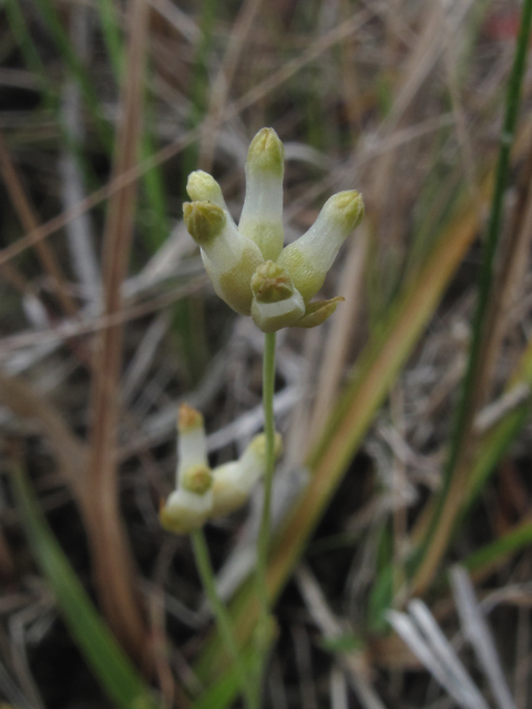 Burmannia capitata (Southern bluethread ) #52477