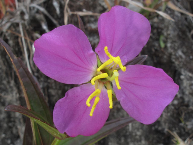 Rhexia alifanus (Savanna meadow beauty) #52484