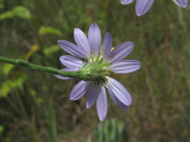 Symphyotrichum undulatum (Wavyleaf aster) #58145