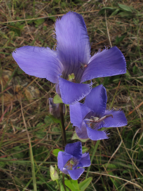 Gentianopsis crinita (Greater fringed gentian) #58148