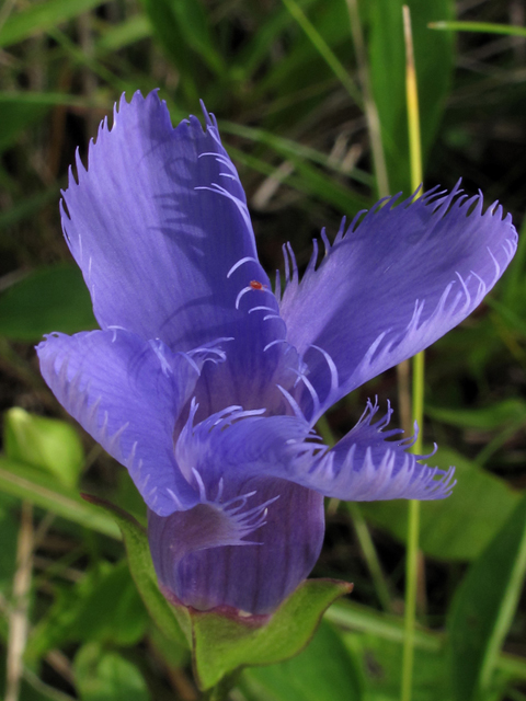 Gentianopsis crinita (Greater fringed gentian) #58149