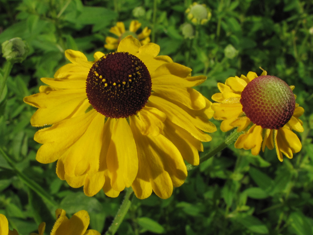 Helenium flexuosum (Purplehead sneezeweed) #58150