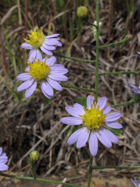 Symphyotrichum undulatum (Wavyleaf aster) #58158