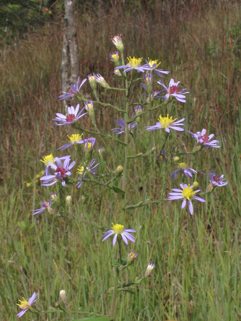 Symphyotrichum undulatum (Wavyleaf aster) #58159