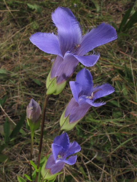 Gentianopsis crinita (Greater fringed gentian) #58161