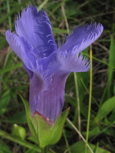 Gentianopsis crinita (Greater fringed gentian) #58162