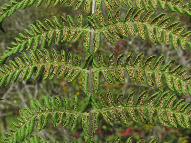 Thelypteris palustris (Eastern marsh fern) #58167