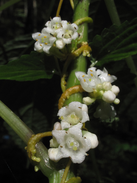 Cuscuta rostrata (Beaked dodder) #58170