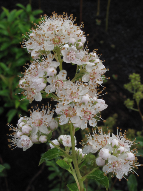 Spiraea alba var. latifolia (White meadowsweet) #58177