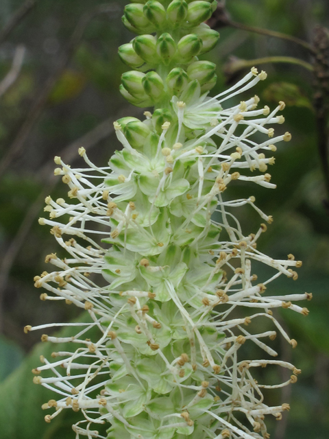 Sanguisorba canadensis (Canadian burnet) #58178