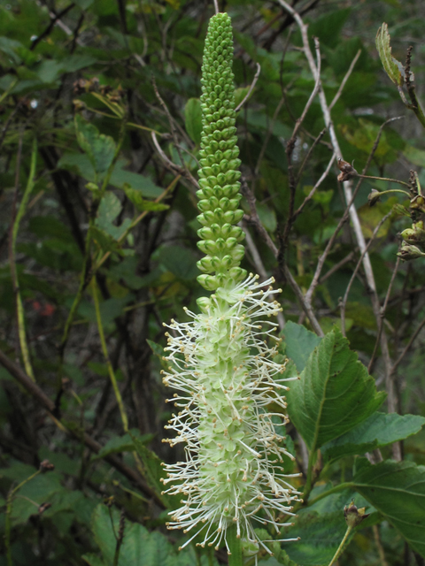 Sanguisorba canadensis (Canadian burnet) #58179