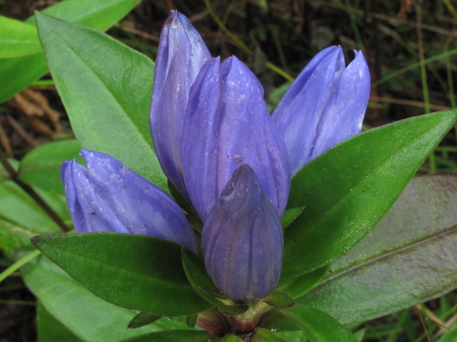 Gentiana saponaria (Harvestbells) #58189