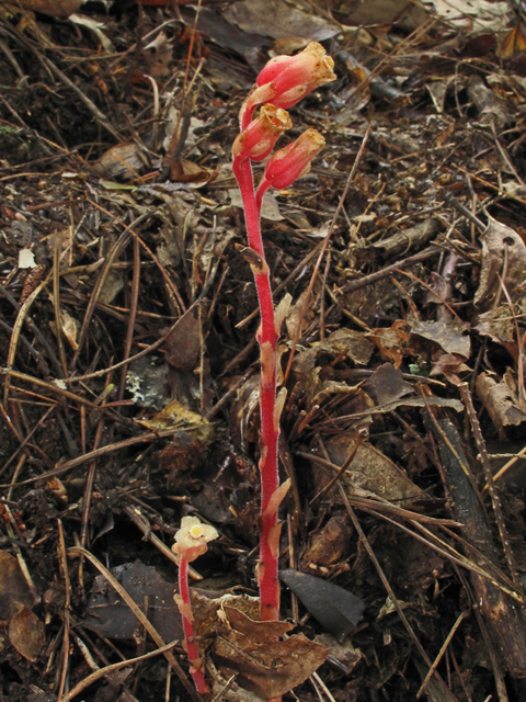 Monotropa hypopitys (Pinesap) #58194