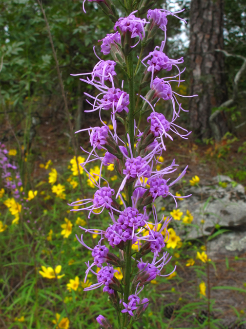 Liatris microcephala (Smallhead blazing star) #58195