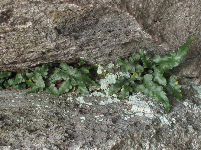 Asplenium pinnatifidum (Lobed spleenwort) #58196