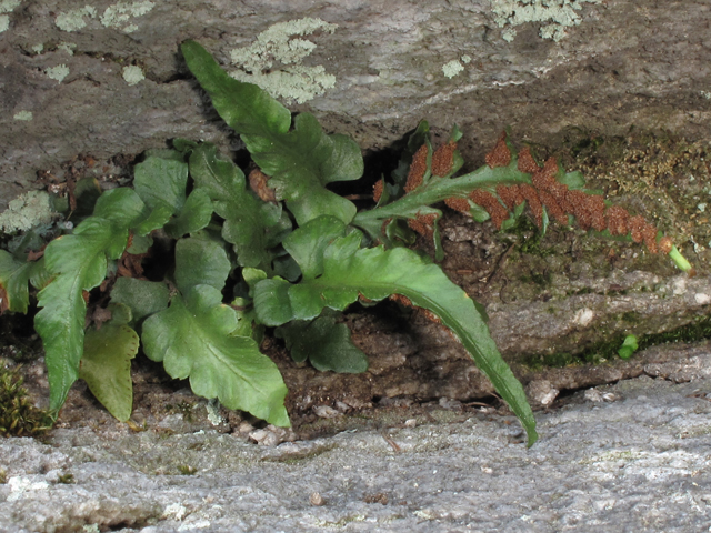 Asplenium pinnatifidum (Lobed spleenwort) #58199