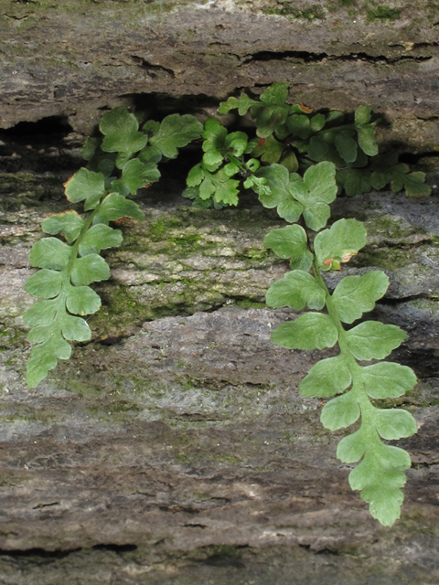 Asplenium bradleyi (Bradley's spleenwort) #58200