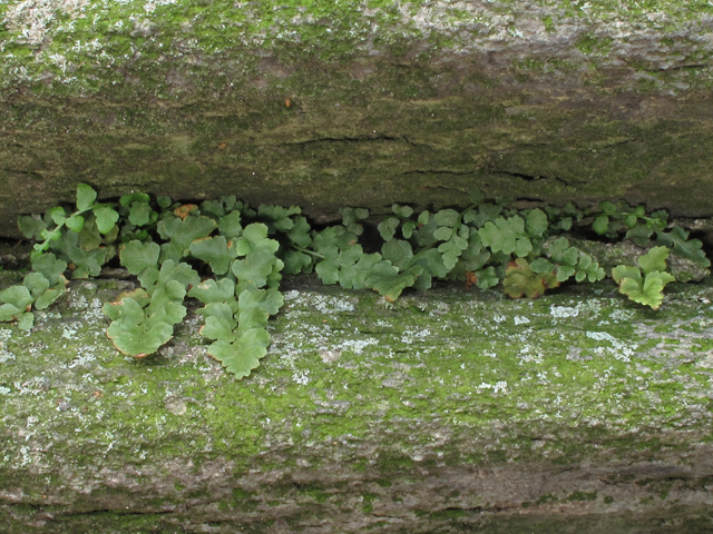 Asplenium bradleyi (Bradley's spleenwort) #58201