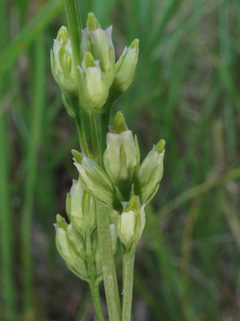 Bartonia virginica (Yellow screwstem) #58205