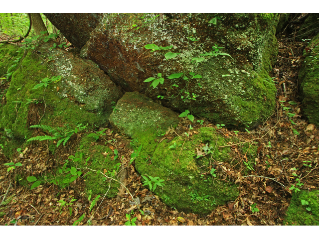 Asplenium tutwilerae (Tutwiler's spleenwort) #58221