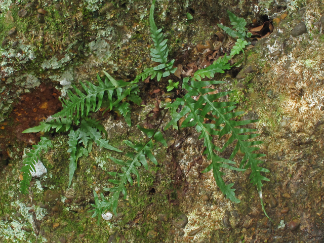 Asplenium tutwilerae (Tutwiler's spleenwort) #58222