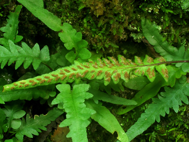 Asplenium tutwilerae (Tutwiler's spleenwort) #58223