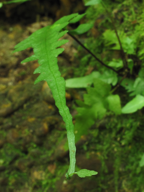 Asplenium tutwilerae (Tutwiler's spleenwort) #58225