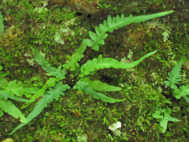 Asplenium tutwilerae (Tutwiler's spleenwort) #58226