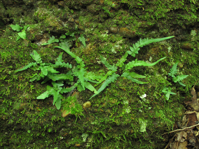 Asplenium tutwilerae (Tutwiler's spleenwort) #58227