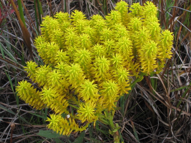 Polygala ramosa (Low pinebarren milkwort) #58233