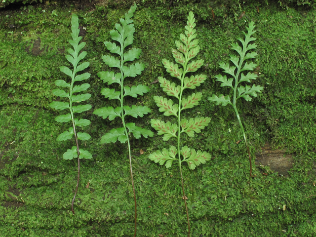 Asplenium bradleyi (Bradley's spleenwort) #58239