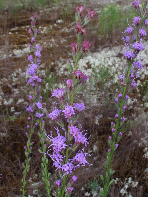 Liatris microcephala (Smallhead blazing star) #58248