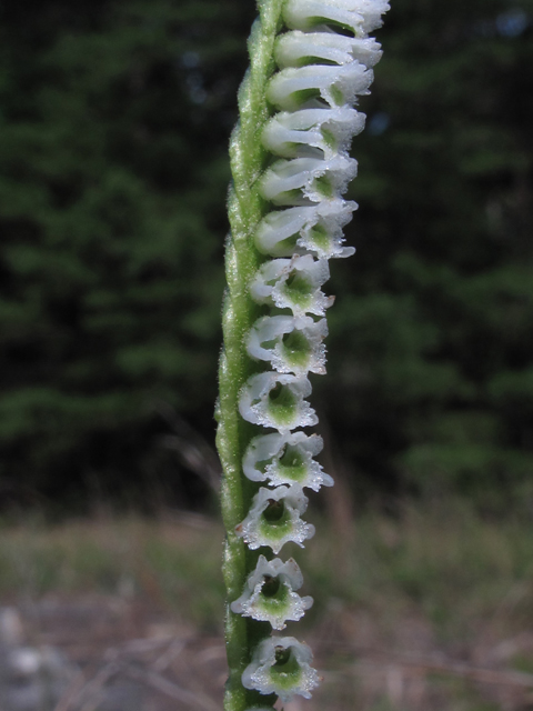 Spiranthes lacera var. gracilis (Southern slender ladies'-tresses) #58249