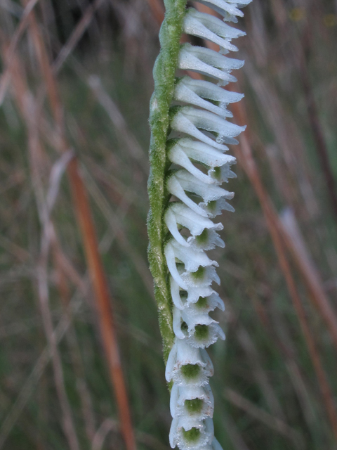 Spiranthes lacera var. gracilis (Southern slender ladies'-tresses) #58256