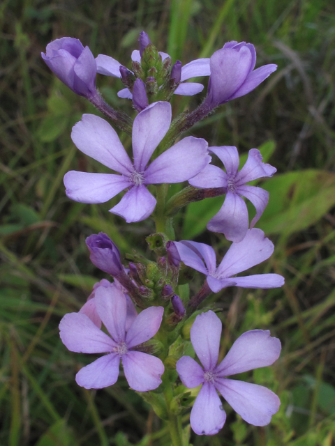 Buchnera americana (American bluehearts) #58267