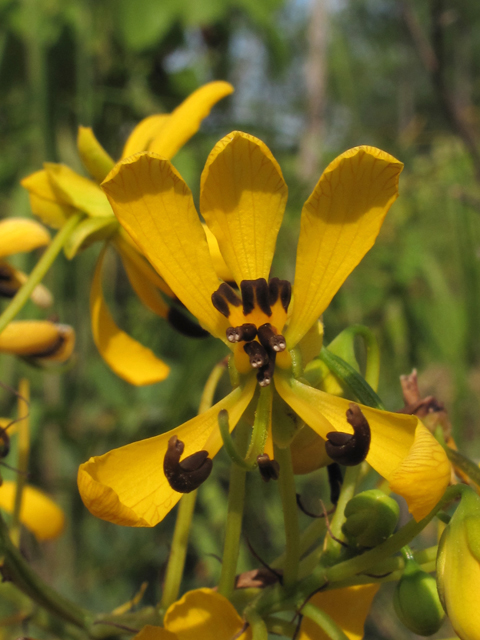 Senna marilandica (Maryland senna) #58271