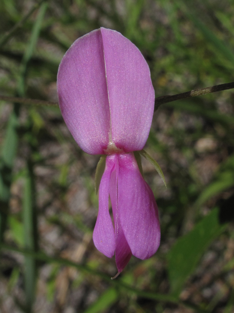 Galactia volubilis (Downy milkpea) #58281