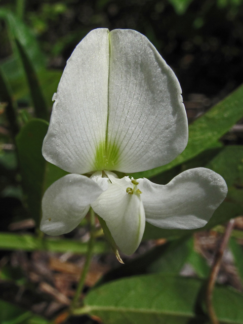 Galactia elliottii (Elliott's milkpea) #58283