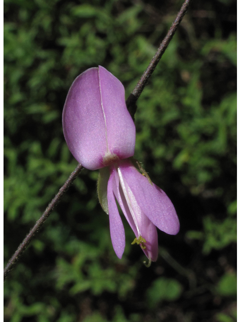 Galactia volubilis (Downy milkpea) #58284