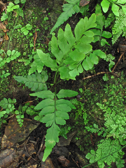 Asplenium abscissum (Cutleaf spleenwort) #58300