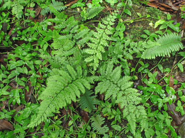 Asplenium cristatum (Hemlock spleenwort) #58301